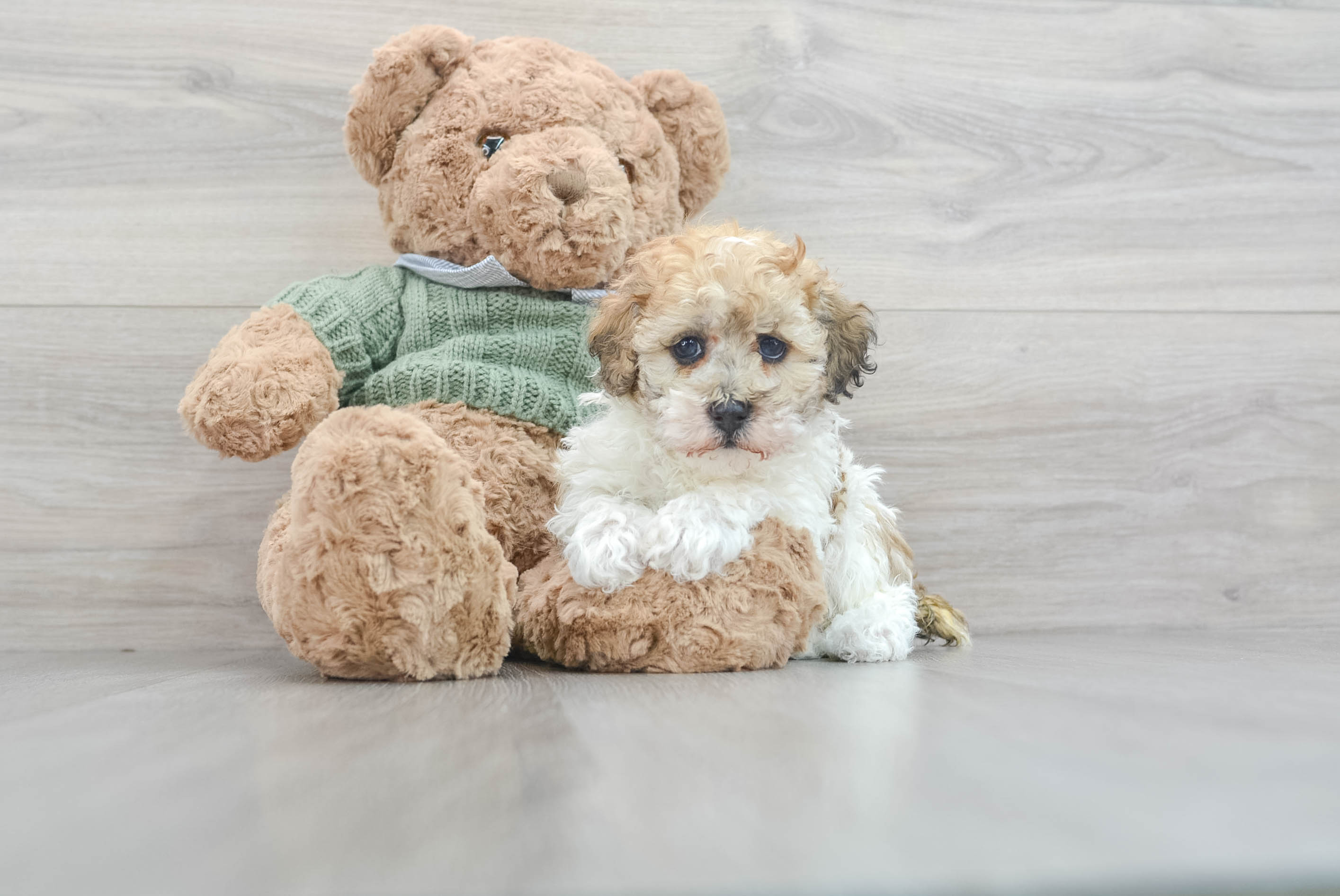 Best Poodle Baby