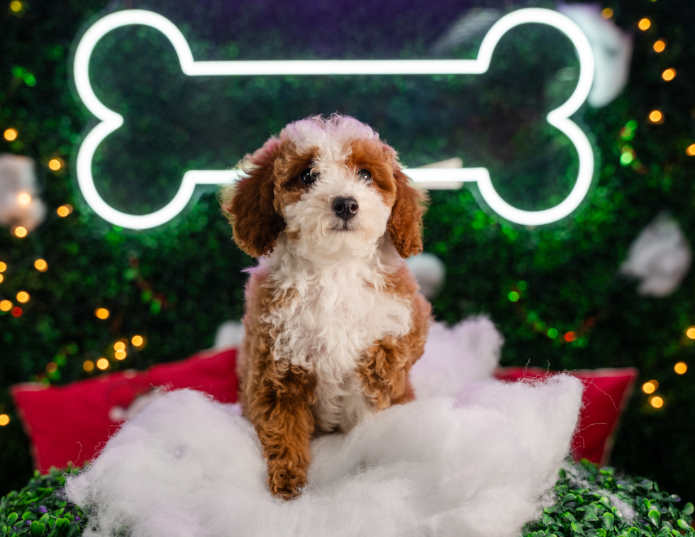 Poodle Puppy for Adoption