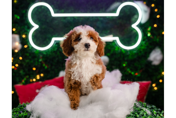 Meet Aurora - our Poodle Puppy Photo 1/5 - Puppy Love PR Poodle Puppy for Adoption