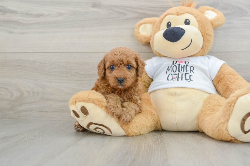 5 week old Poodle Puppy For Sale - Puppy Love PR