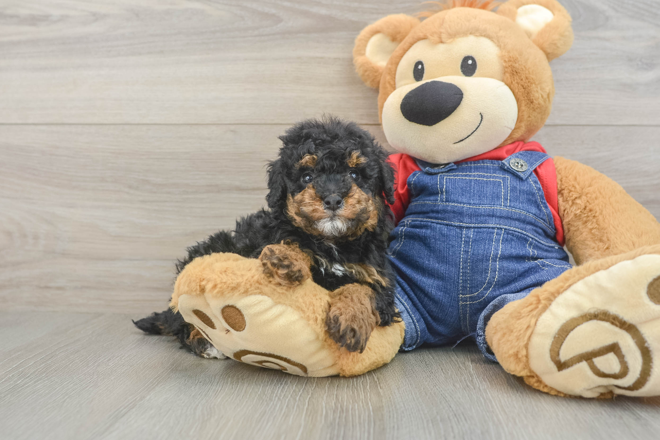 Friendly Poodle Purebred Pup