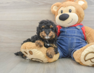 8 week old Poodle Puppy For Sale - Puppy Love PR
