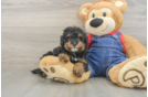 Friendly Poodle Purebred Pup