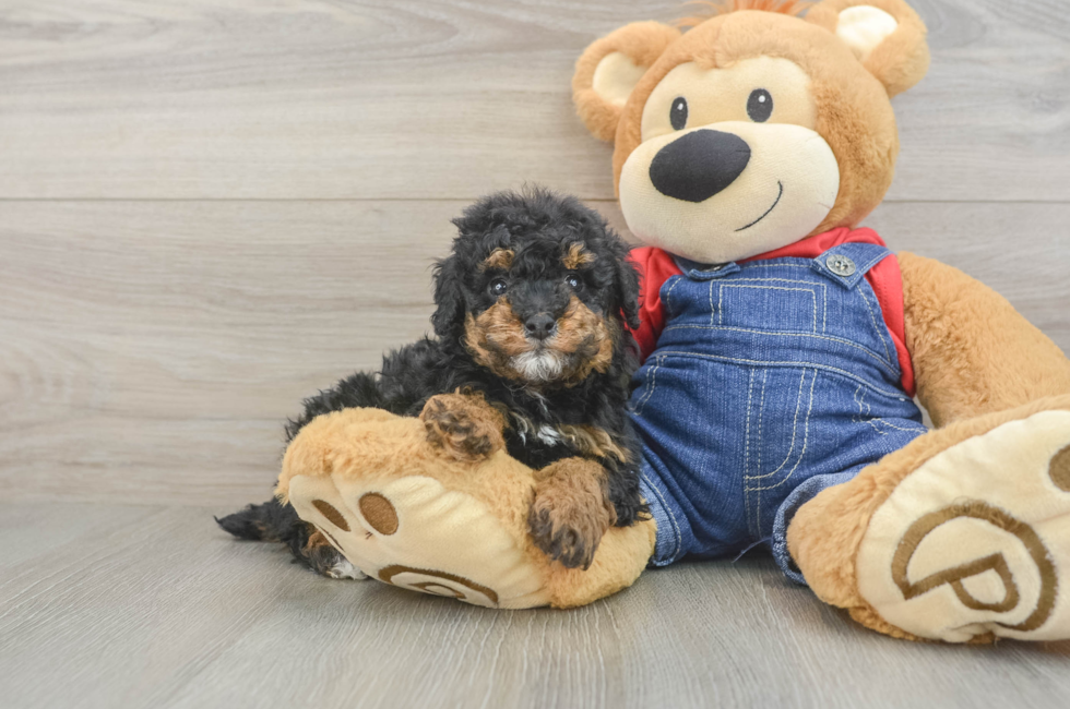 5 week old Poodle Puppy For Sale - Puppy Love PR