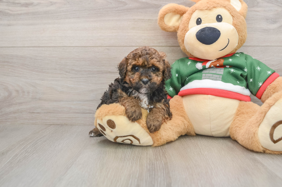 5 week old Poodle Puppy For Sale - Puppy Love PR