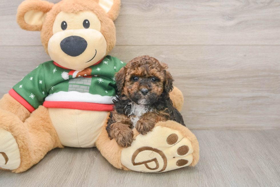 Friendly Poodle Baby