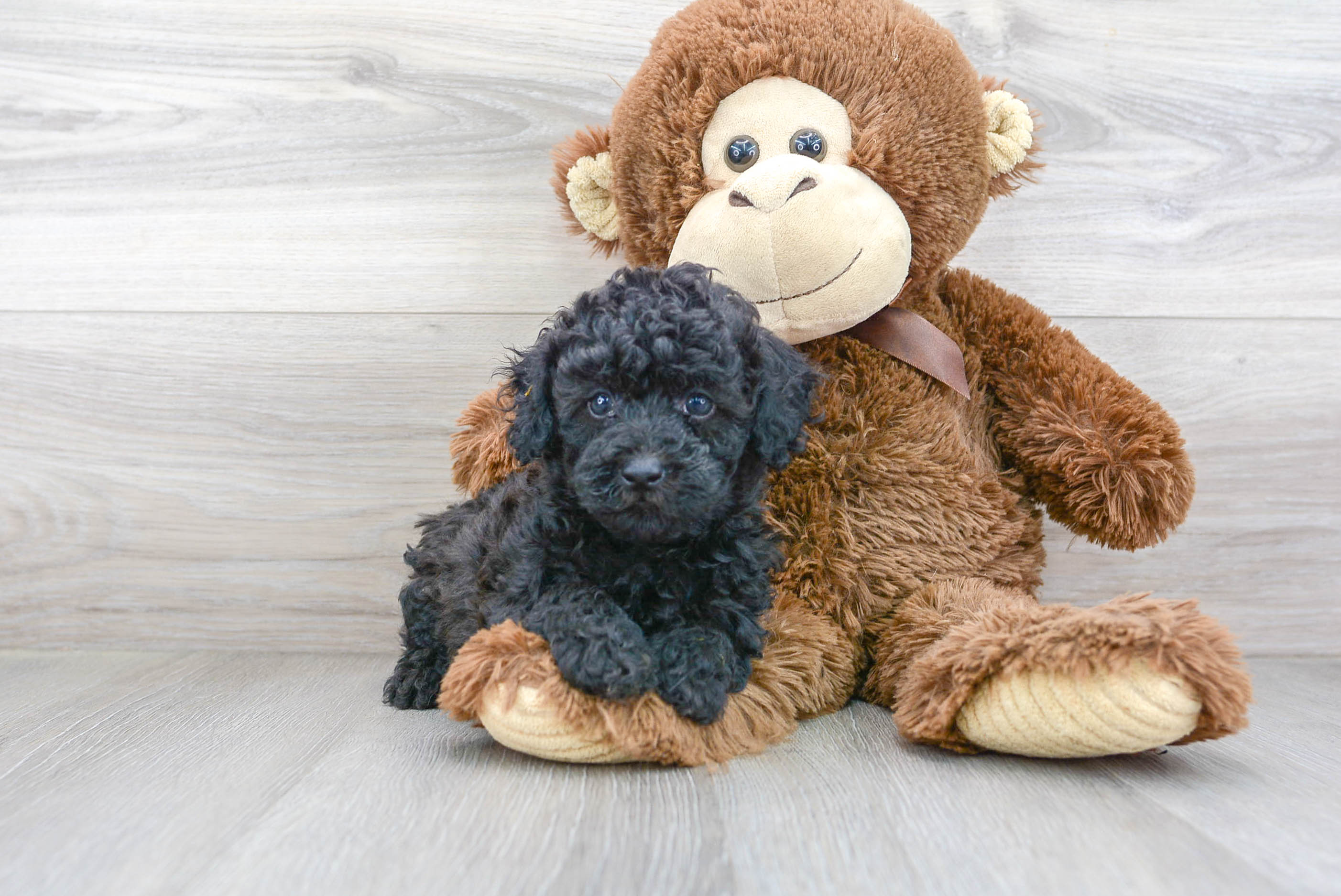 Cute Poodle Purebred Pup