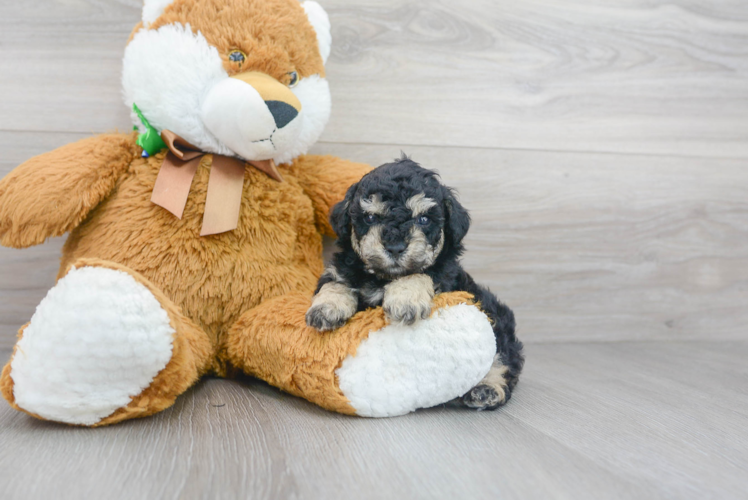 Meet Aurora - our Poodle Puppy Photo 1/2 - Puppy Love PR Poodle Puppy for Adoption