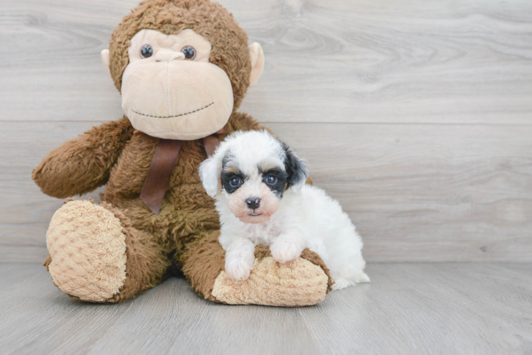 Cute Poodle Baby