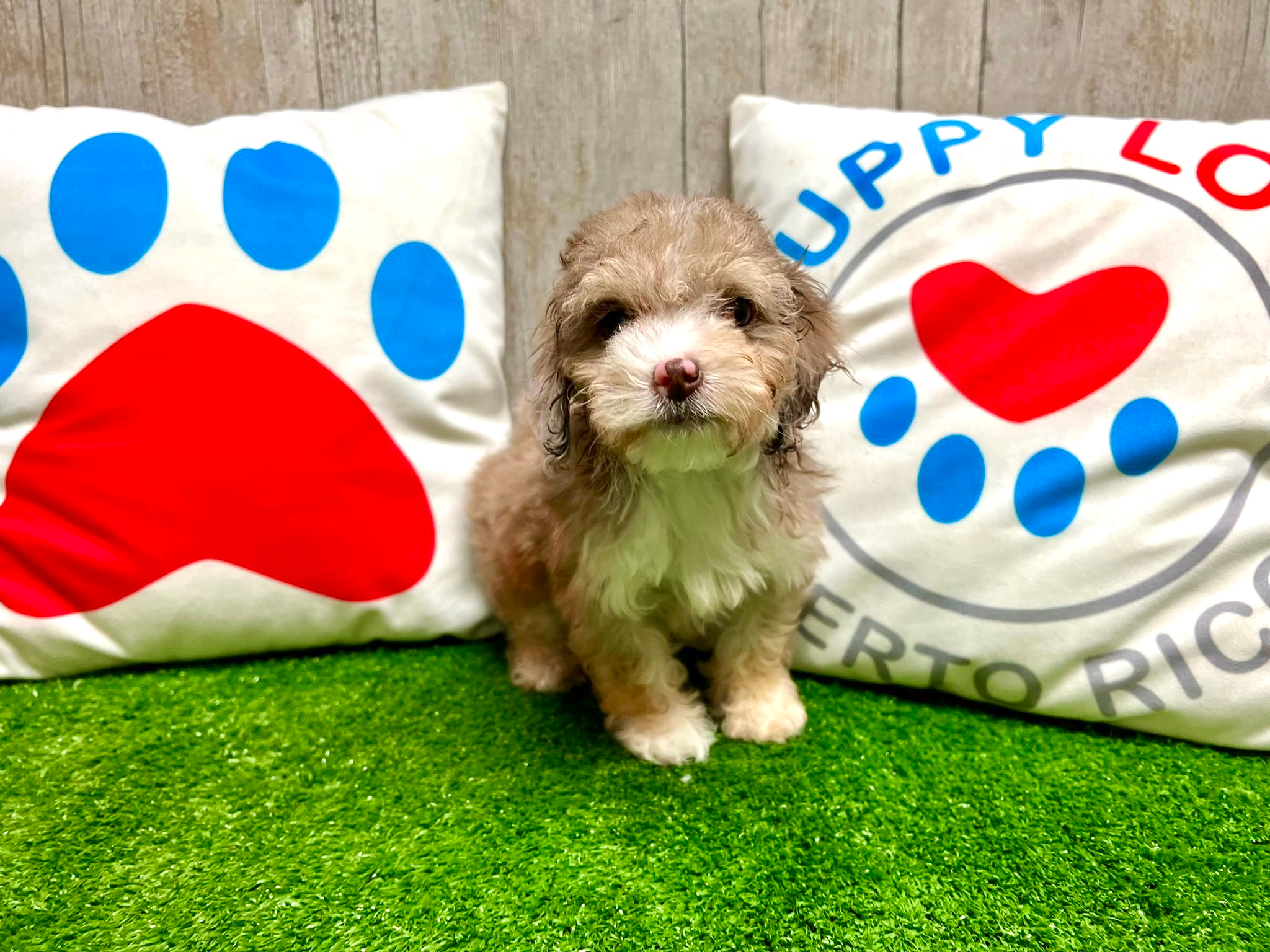 Cute Pudle Purebred Puppy