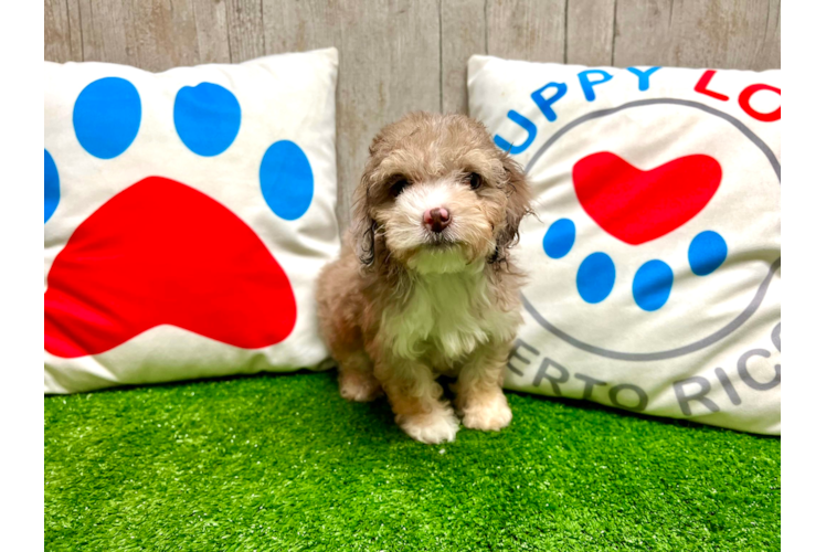 Meet Aurora - our Poodle Puppy Photo 1/5 - Puppy Love PR Cute Pudle Purebred Puppy