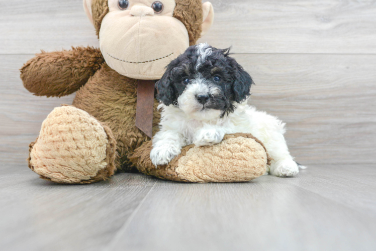 Poodle Pup Being Cute