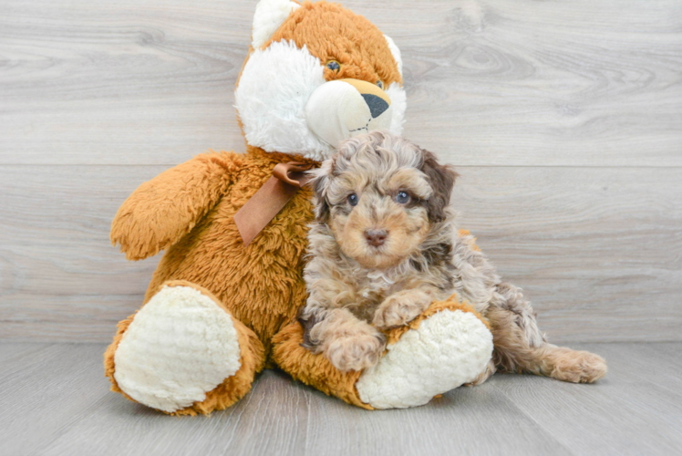 Fluffy Pudle Purebred Puppy