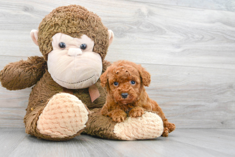 Meet Alina - our Poodle Puppy Photo 1/3 - Puppy Love PR Poodle Puppy for Adoption