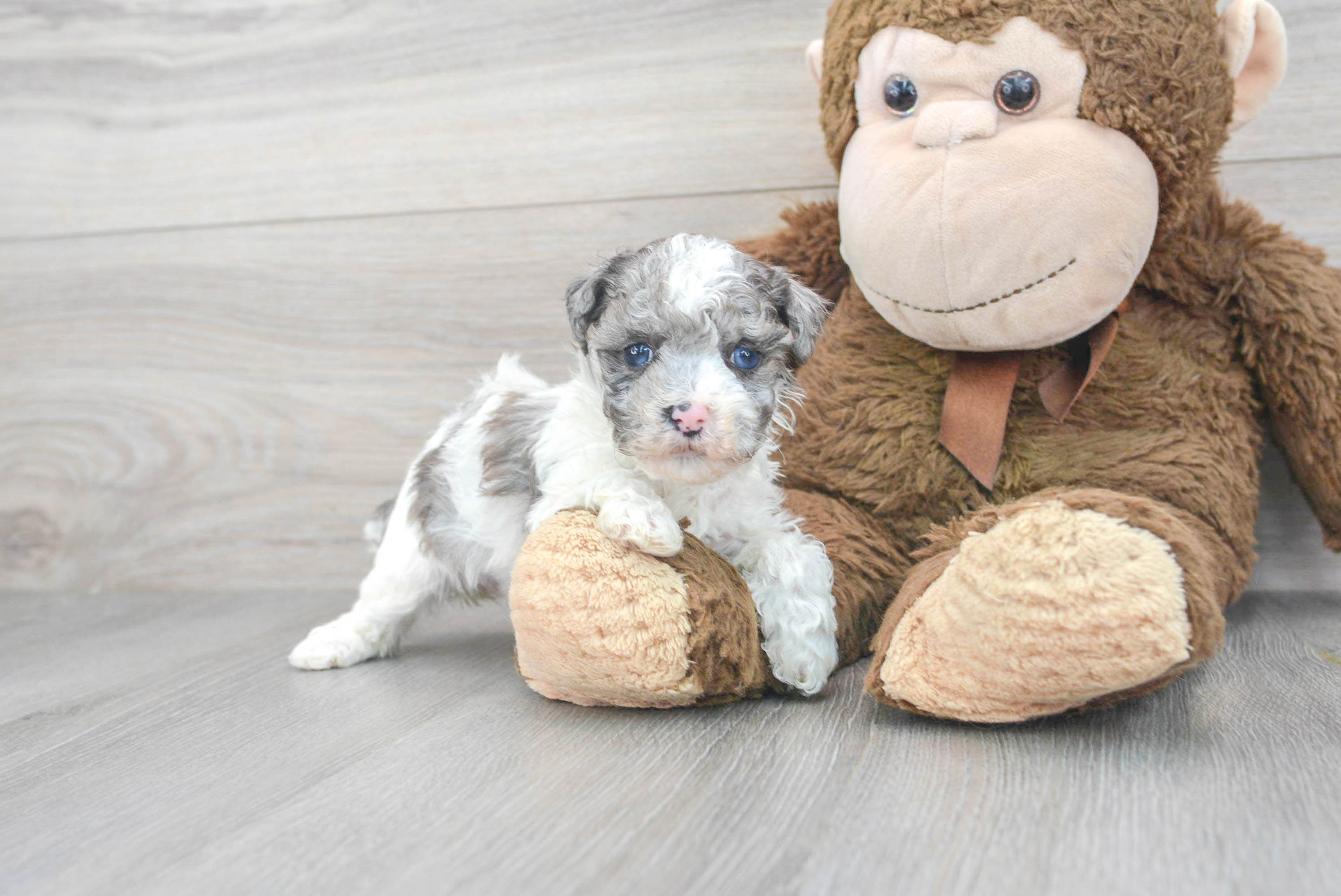 Smart Pudle Purebred Puppy