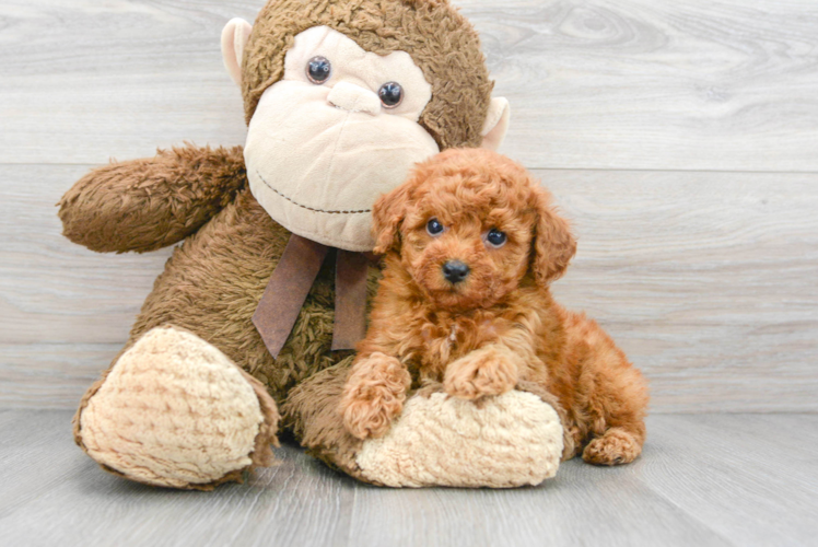 Meet Ava - our Poodle Puppy Photo 1/3 - Puppy Love PR Best Poodle Baby