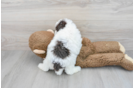Funny Poodle Baby