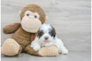 Small Poodle Purebred Pup