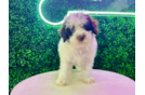 Cute Poodle Purebred Pup