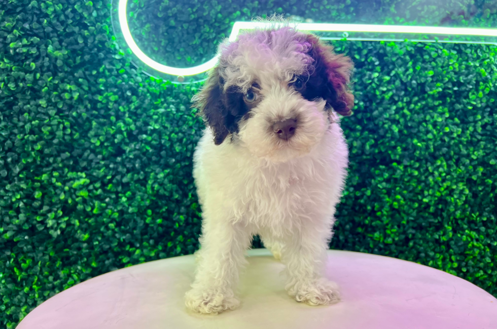 10 week old Poodle Puppy For Sale - Puppy Love PR