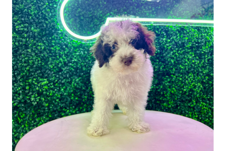 Meet Axel - our Poodle Puppy Photo 1/4 - Puppy Love PR Cute Poodle Purebred Pup