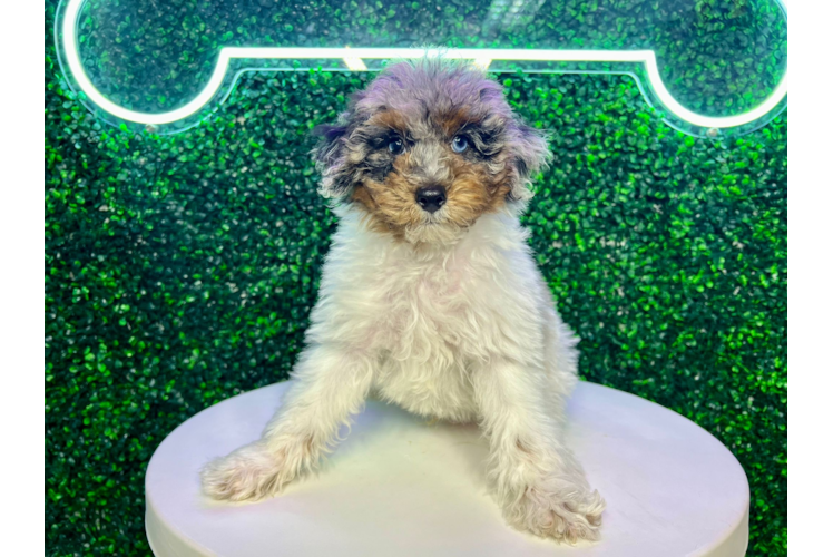 Meet Bacon - our Poodle Puppy Photo 1/4 - Puppy Love PR Poodle Pup Being Cute