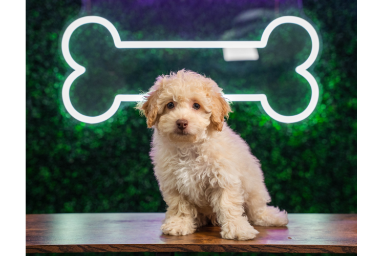 Poodle Pup Being Cute
