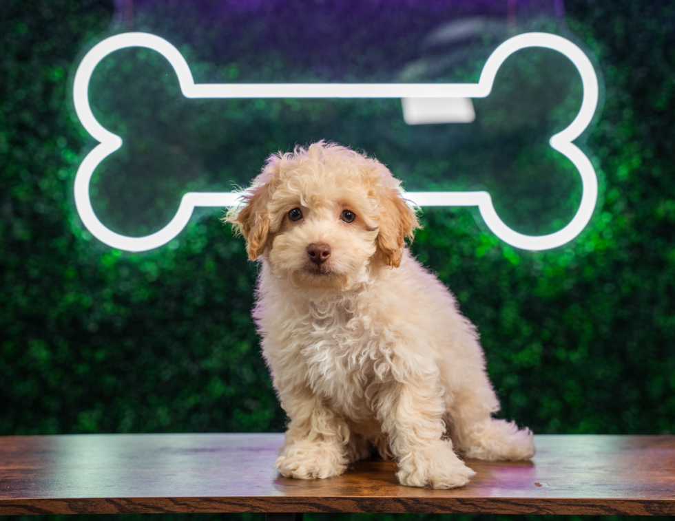 Poodle Pup Being Cute