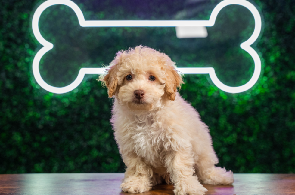 9 week old Poodle Puppy For Sale - Puppy Love PR