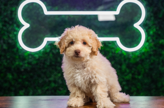 Poodle Pup Being Cute