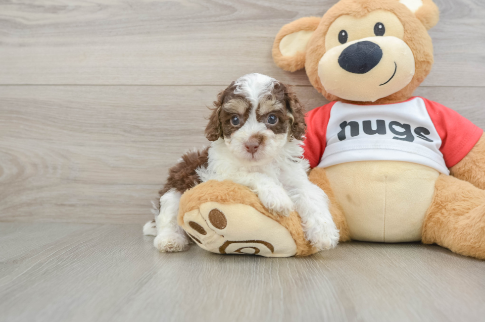 5 week old Poodle Puppy For Sale - Puppy Love PR