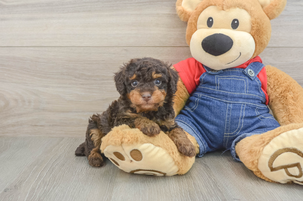 5 week old Poodle Puppy For Sale - Puppy Love PR