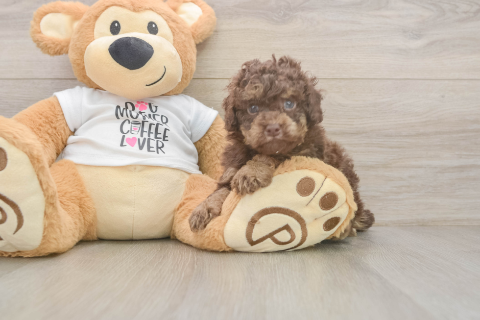 Funny Poodle Purebred Pup