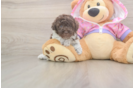 Smart Toy Poodle Purebred Puppy