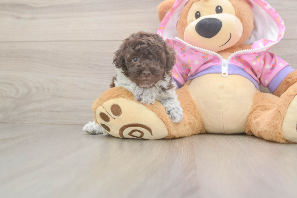 Smart Toy Poodle Purebred Puppy