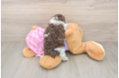 Poodle Puppy for Adoption