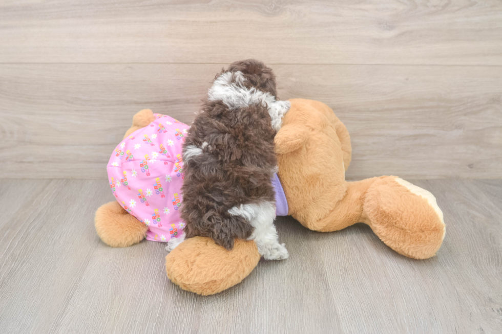 Poodle Puppy for Adoption