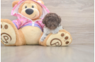 Poodle Puppy for Adoption