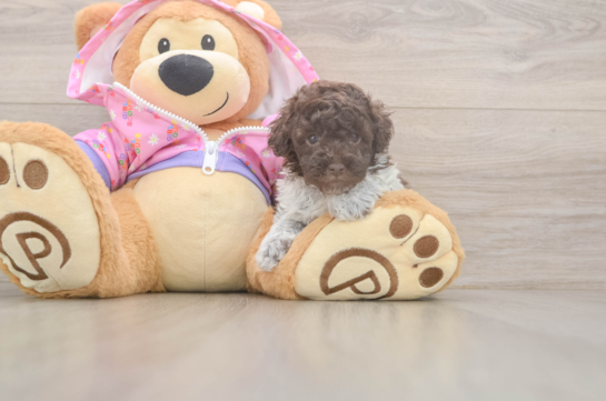 Poodle Puppy for Adoption