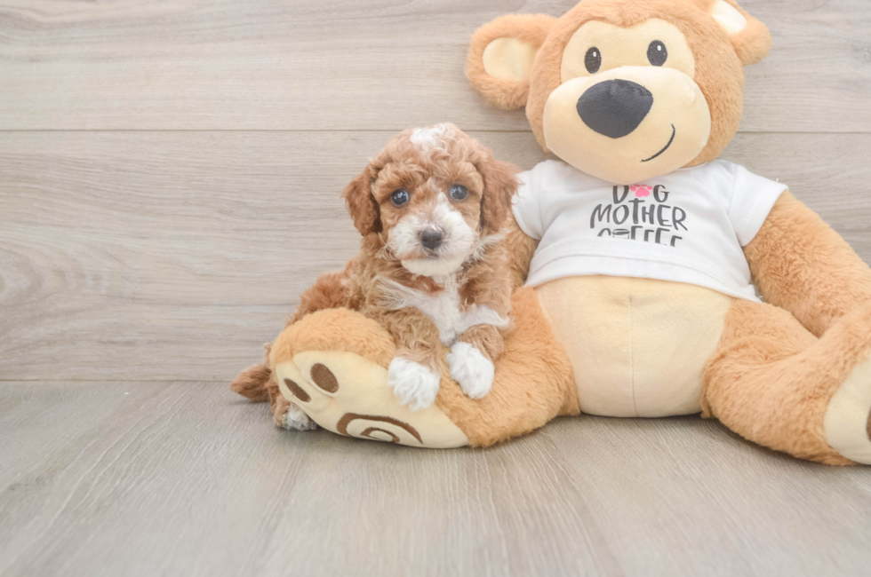 5 week old Poodle Puppy For Sale - Puppy Love PR