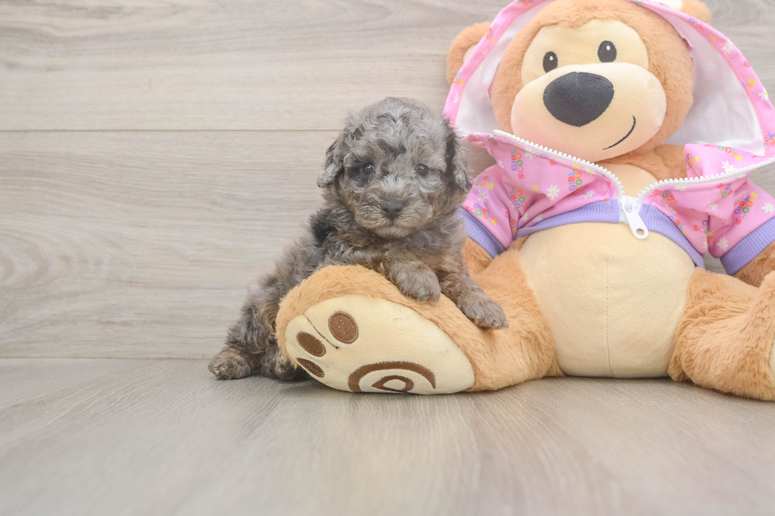 Playful Poodle Baby