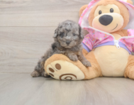 8 week old Poodle Puppy For Sale - Puppy Love PR