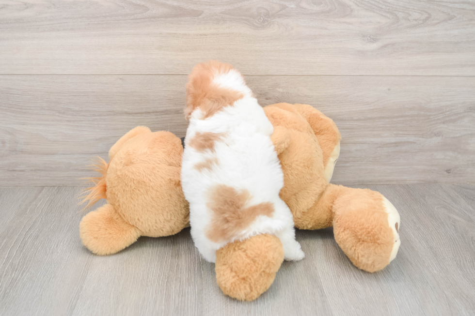 Poodle Puppy for Adoption