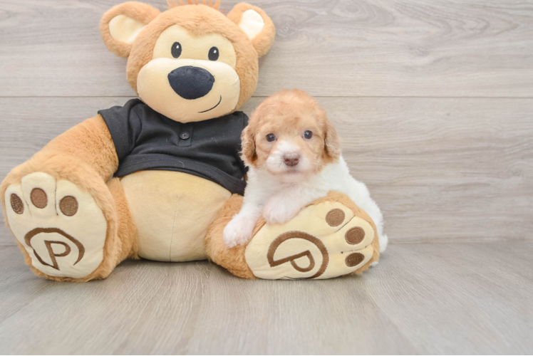 Sweet Toy Poodle Purebred Puppy