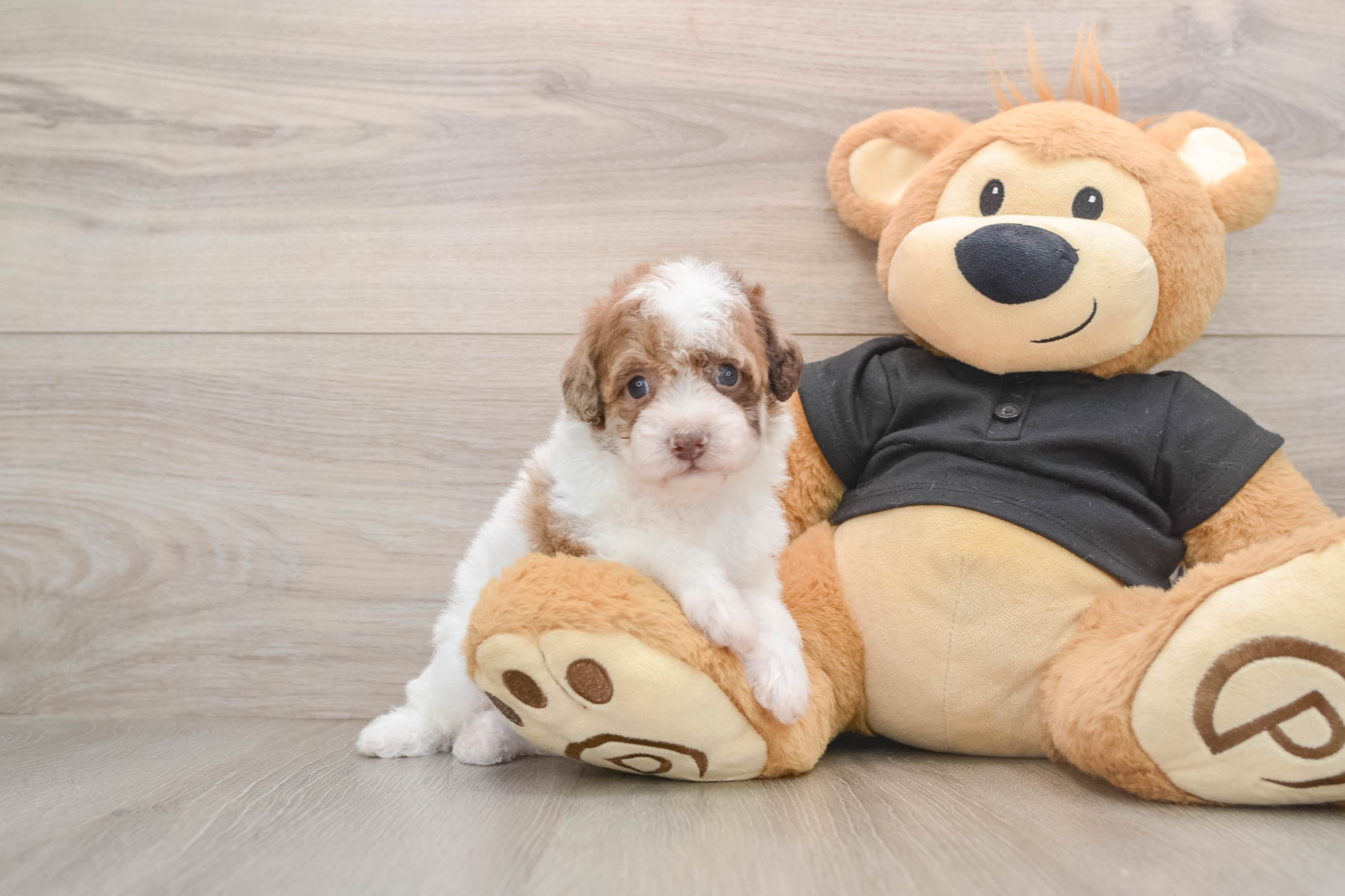 Best Poodle Baby