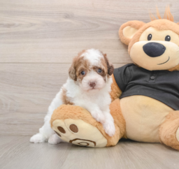 5 week old Poodle Puppy For Sale - Puppy Love PR