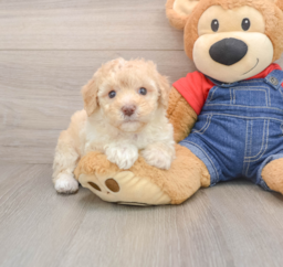 7 week old Poodle Puppy For Sale - Puppy Love PR
