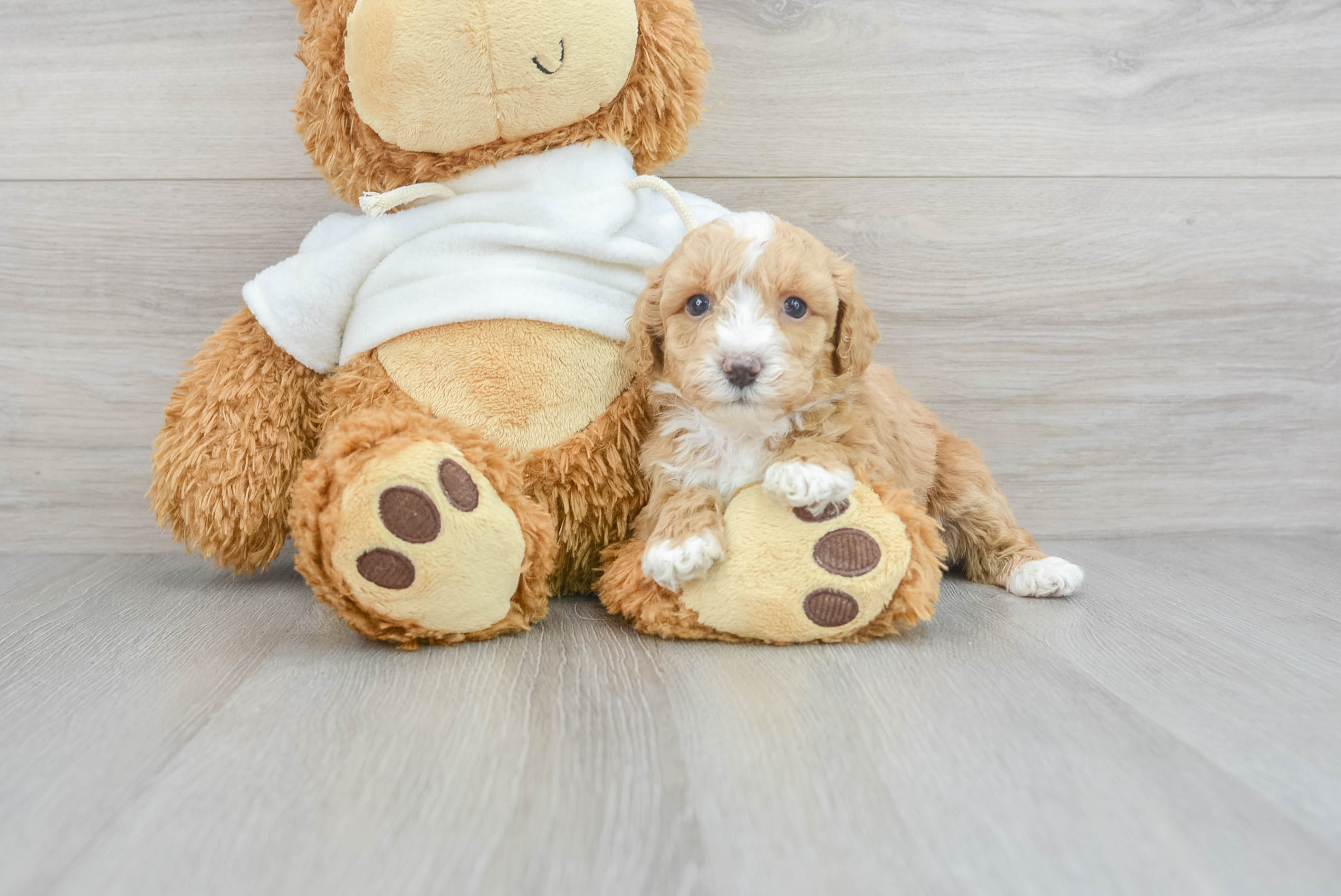 Best Poodle Baby