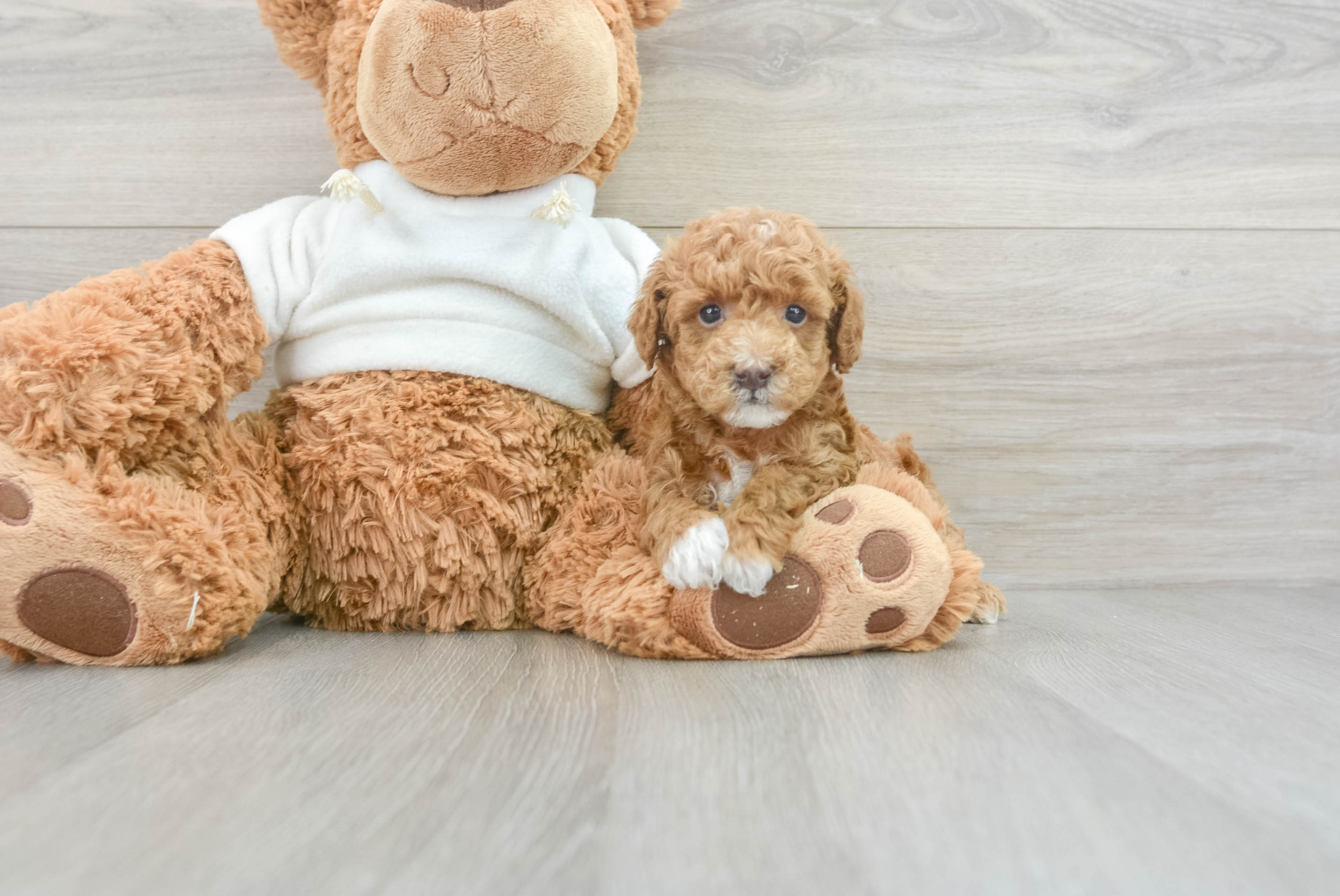 Funny Poodle Purebred Pup