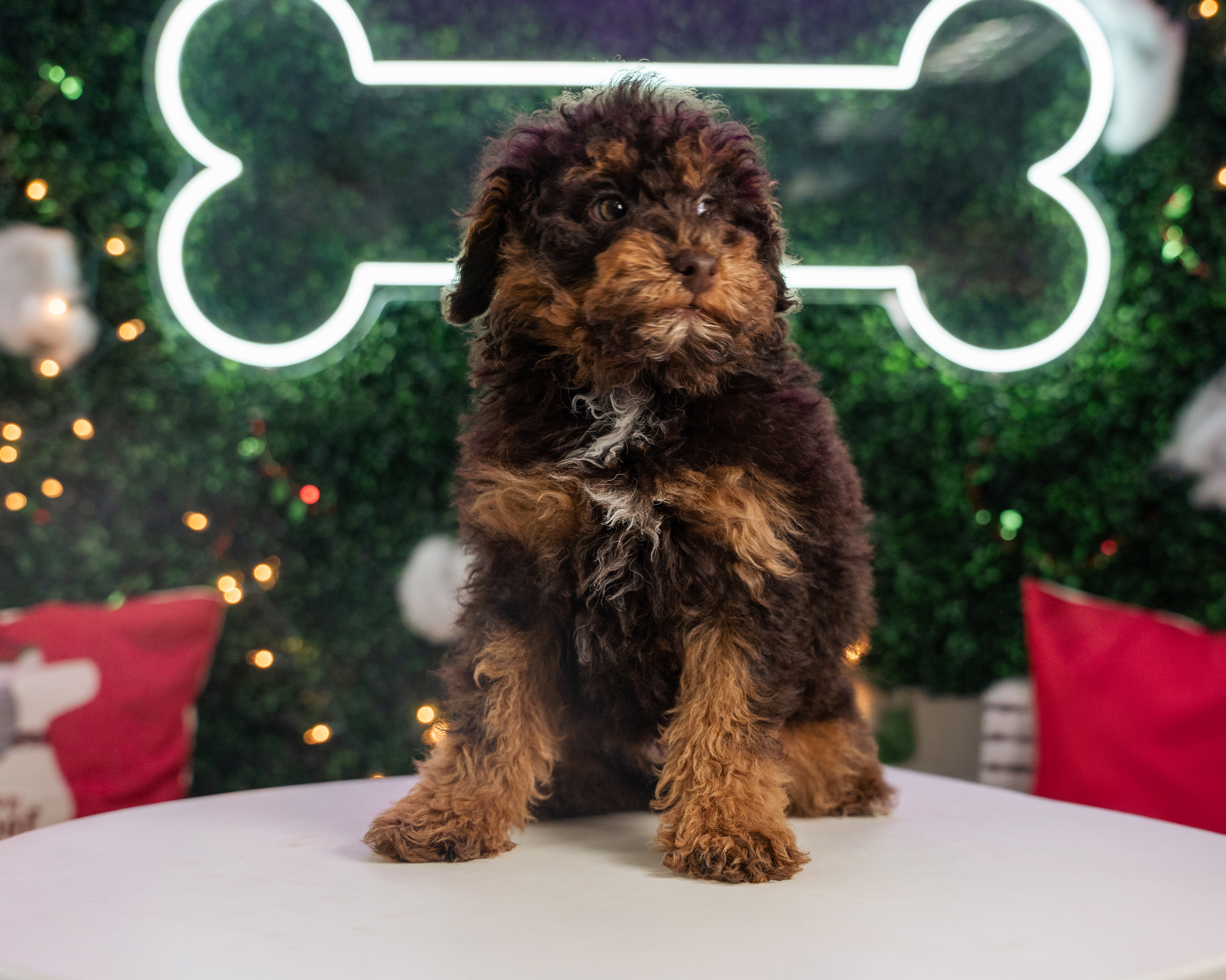Poodle Puppy for Adoption